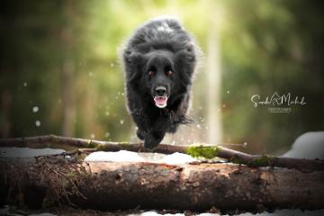 images/Hunde/thumbs/DSC_0189.jpg