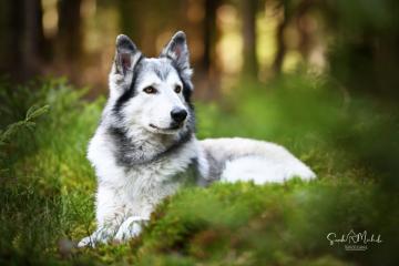 images/Hunde/thumbs/DSC_0190.jpg