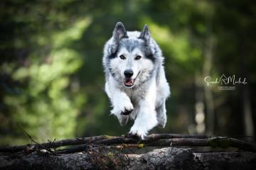 images/Hunde/thumbs/DSC_0191.jpg