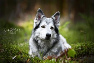 images/Hunde/thumbs/DSC_0192.jpg