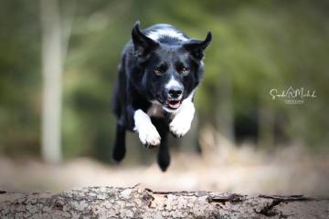 images/Hunde/thumbs/DSC_0410.jpg