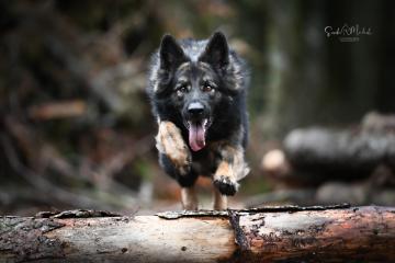 images/Hunde/thumbs/DSC_0412.jpg