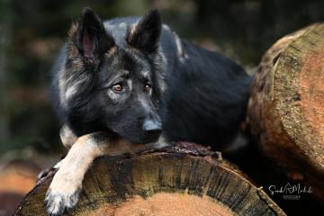 images/Hunde/thumbs/DSC_0413.jpg