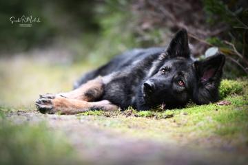 images/Hunde/thumbs/DSC_0414.jpg