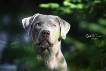 images/Hunde/thumbs/DSC_0415.jpg