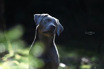 images/Hunde/thumbs/DSC_0420.jpg