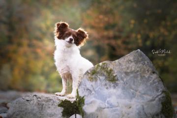 images/Hunde/thumbs/DSC_0428.jpg