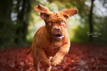 images/Hunde/thumbs/DSC_0450.jpg