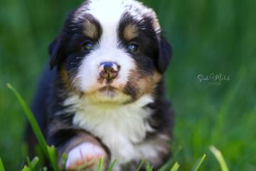 images/Hunde/thumbs/DSC_0471.jpg