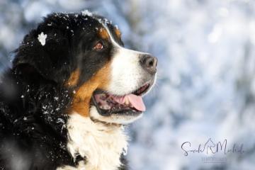 images/Hunde/thumbs/DSC_0490.jpg