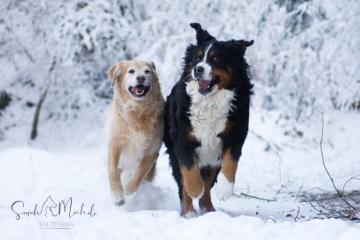 images/Hunde/thumbs/DSC_0491.jpg