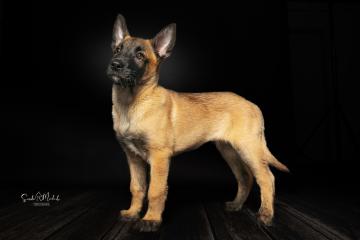 images/HundeStudio/thumbs/DSC_3299.jpg