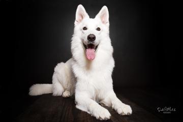 images/HundeStudio/thumbs/DSC_3427.jpg