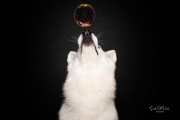 images/HundeStudio/thumbs/DSC_3429.jpg