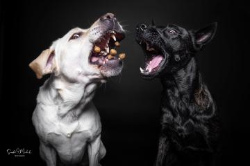 images/HundeStudio/thumbs/DSC_3429_2.jpg