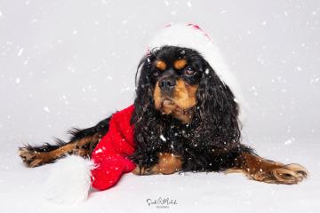 images/HundeStudio/thumbs/DSC_3430.jpg