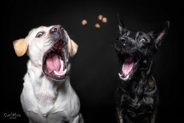 images/HundeStudio/thumbs/DSC_3430_2.jpg