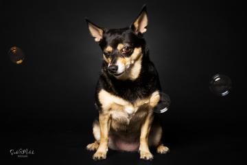 images/HundeStudio/thumbs/DSC_3431.jpg