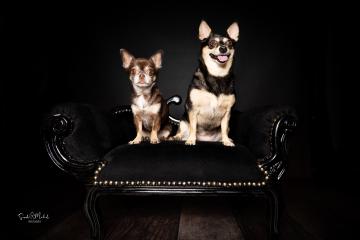 images/HundeStudio/thumbs/DSC_3433.jpg