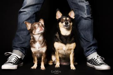 images/HundeStudio/thumbs/DSC_3435.jpg