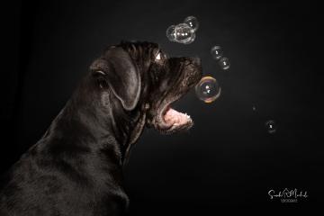 images/HundeStudio/thumbs/DSC_3436.jpg