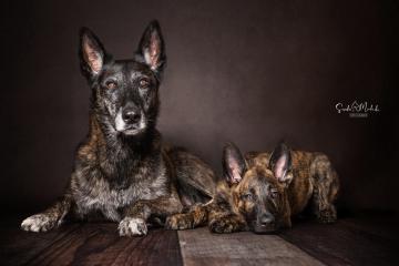 images/HundeStudio/thumbs/DSC_3437.jpg