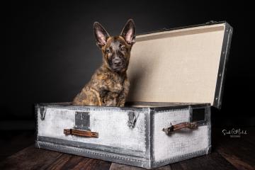 images/HundeStudio/thumbs/DSC_3438.jpg