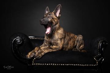 images/HundeStudio/thumbs/DSC_3439.jpg