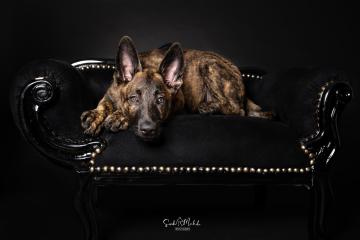 images/HundeStudio/thumbs/DSC_3440.jpg