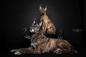 images/HundeStudio/thumbs/DSC_3441.jpg