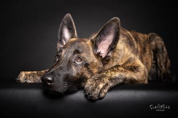 images/HundeStudio/thumbs/DSC_3442.jpg