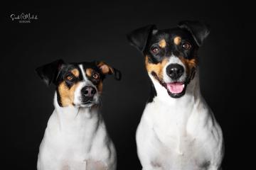images/HundeStudio/thumbs/DSC_3443.jpg