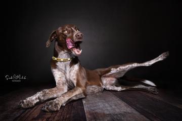 images/HundeStudio/thumbs/DSC_3444.jpg
