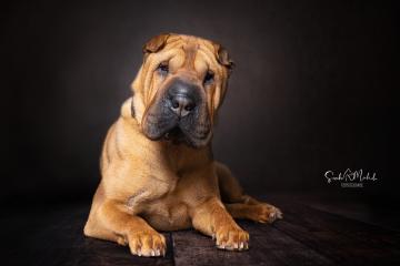 images/HundeStudio/thumbs/DSC_3445.jpg