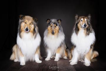images/HundeStudio/thumbs/DSC_3447.jpg
