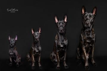 images/HundeStudio/thumbs/DSC_3449.jpg