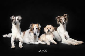 images/HundeStudio/thumbs/DSC_3450.jpg