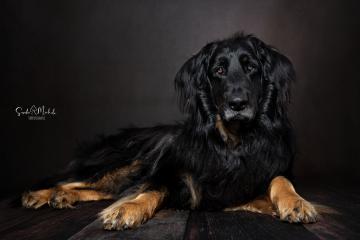 images/HundeStudio/thumbs/DSC_3451.jpg