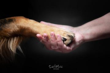 images/HundeStudio/thumbs/DSC_3452.jpg