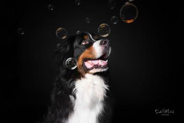 images/HundeStudio/thumbs/DSC_3452_2.jpg
