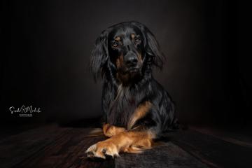 images/HundeStudio/thumbs/DSC_3453.jpg