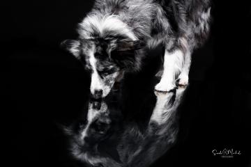 images/HundeStudio/thumbs/DSC_3454.jpg