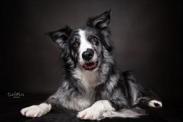 images/HundeStudio/thumbs/DSC_3455.jpg