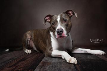 images/HundeStudio/thumbs/DSC_3458.jpg