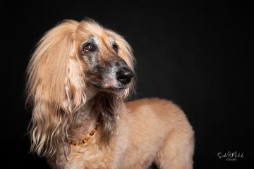 images/HundeStudio/thumbs/DSC_3463.jpg