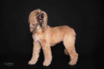 images/HundeStudio/thumbs/DSC_3464.jpg