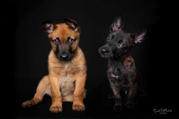 images/HundeStudio/thumbs/DSC_3465.jpg