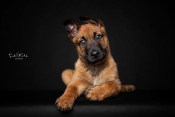 images/HundeStudio/thumbs/DSC_3466.jpg