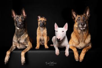 images/HundeStudio/thumbs/DSC_3467.jpg