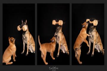 images/HundeStudio/thumbs/DSC_3468.jpg